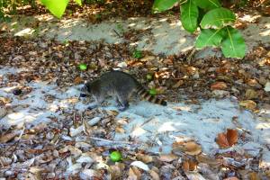 1498132_10202676655296107_626201457_o