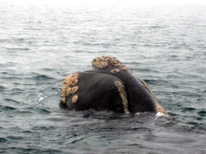 antes de argentina 056