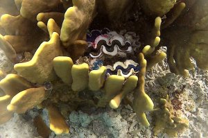 54-517-Screen Shot 2015-07-31 at 7.00.13 PM