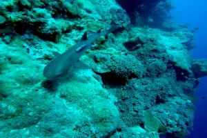 1-297-74-north-horn_osprey-reef