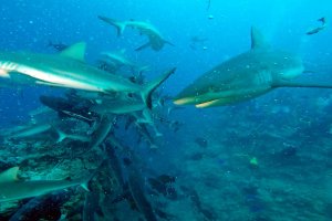 11-284-58-false-entrance_osprey-reef