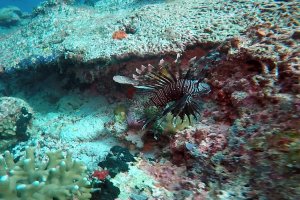 1-084-Screen Shot 2016-08-06 at 11.48.46 PM 12.52.22 AM