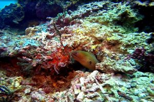 19-103-Fullscreen capture 882016 15102 AM