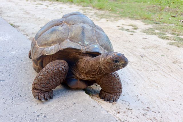 201905 Seychelles (72s)